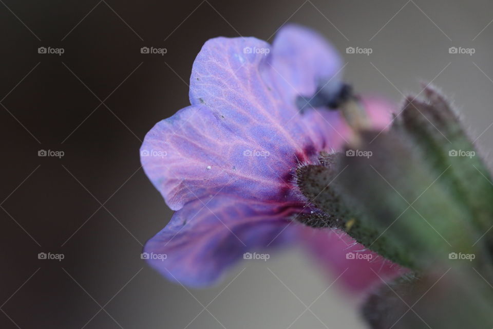 A beautiful purple flower