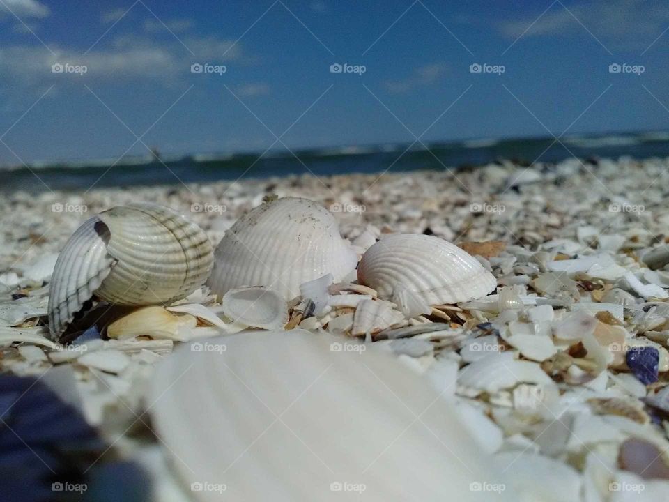 Shells on the sand