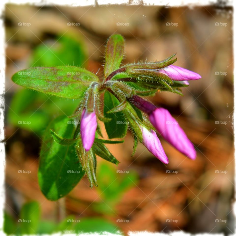 pink flower buds