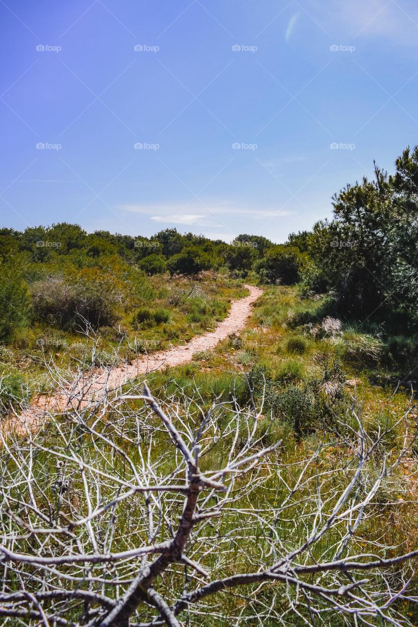 Path in pine woods and dry bush