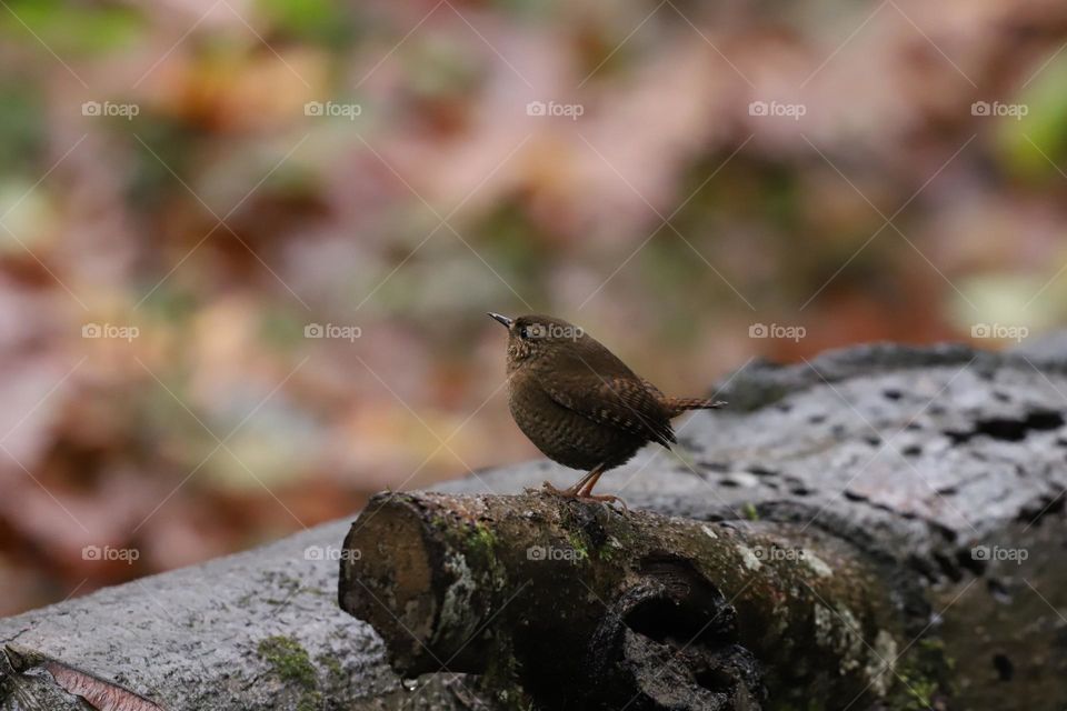 House wren perched on a log in autumn 