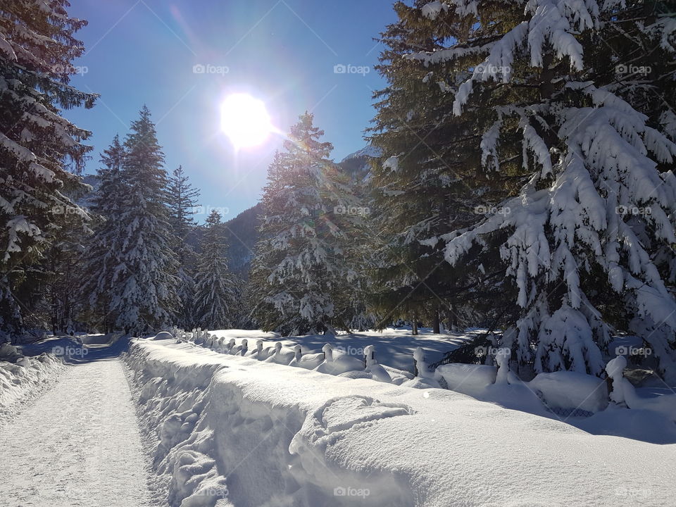Winterlandschaft, Tannen mit Schnee bedeckt, Sonnenschein, strahlend blauer Himmel