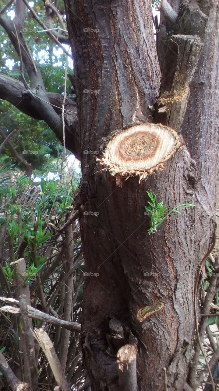 Tropical wild nature with tree