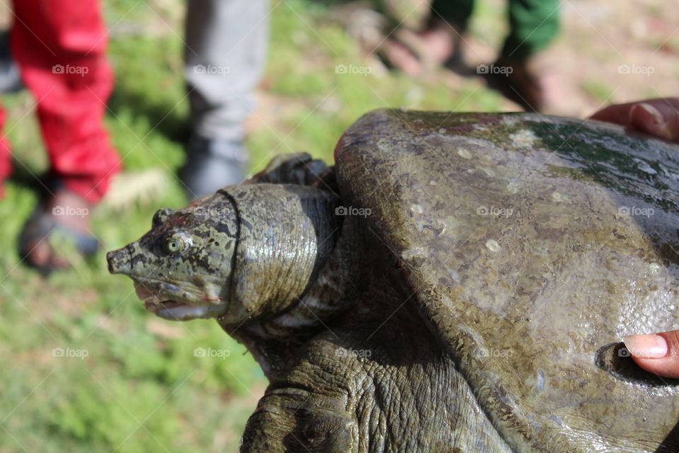 Tortoise
Tortoise or turtle in hand