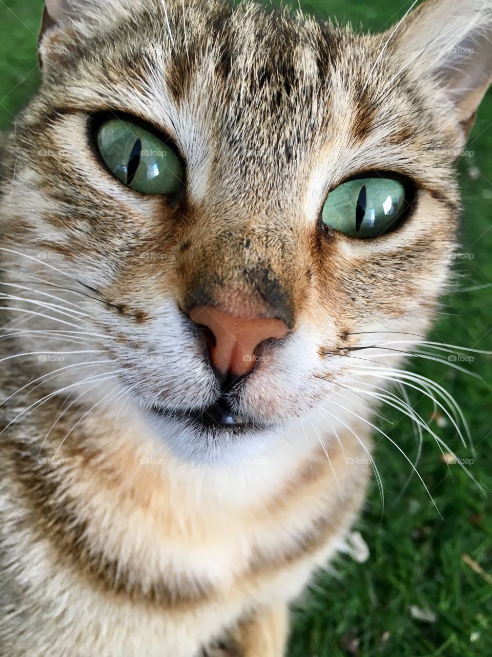 Macro shot of cat