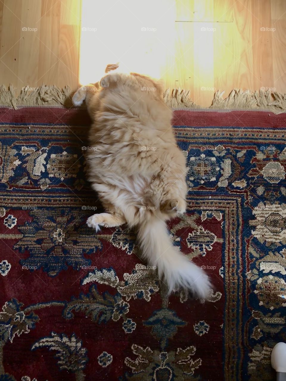 Fat cat having a nap