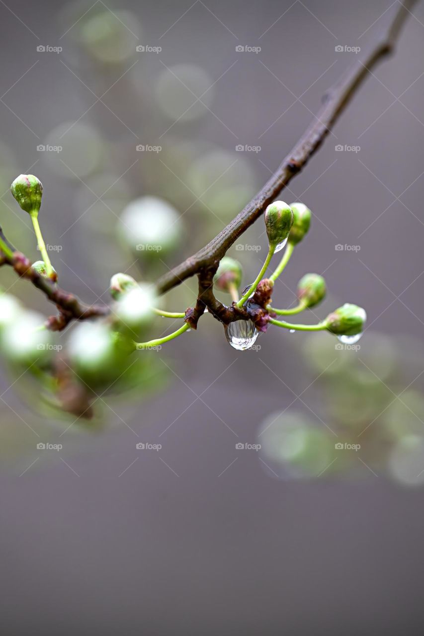 spring flowering tree with raindrops