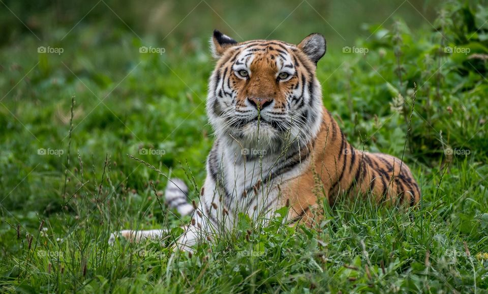 A Nice Picture Of A Sick Looking Tiger Just Laying There,i was so lucky to be able to see this up close,have a nice day.
