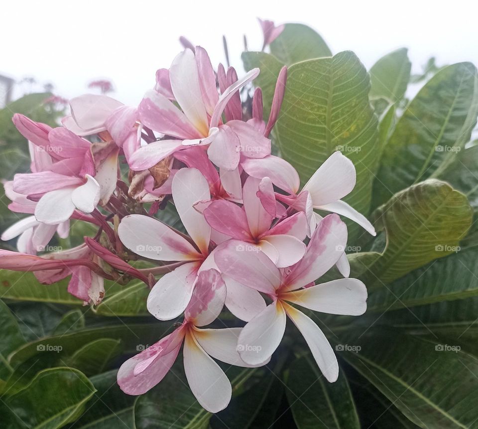 no one can chase nature's full bloom with beautiful flowers.