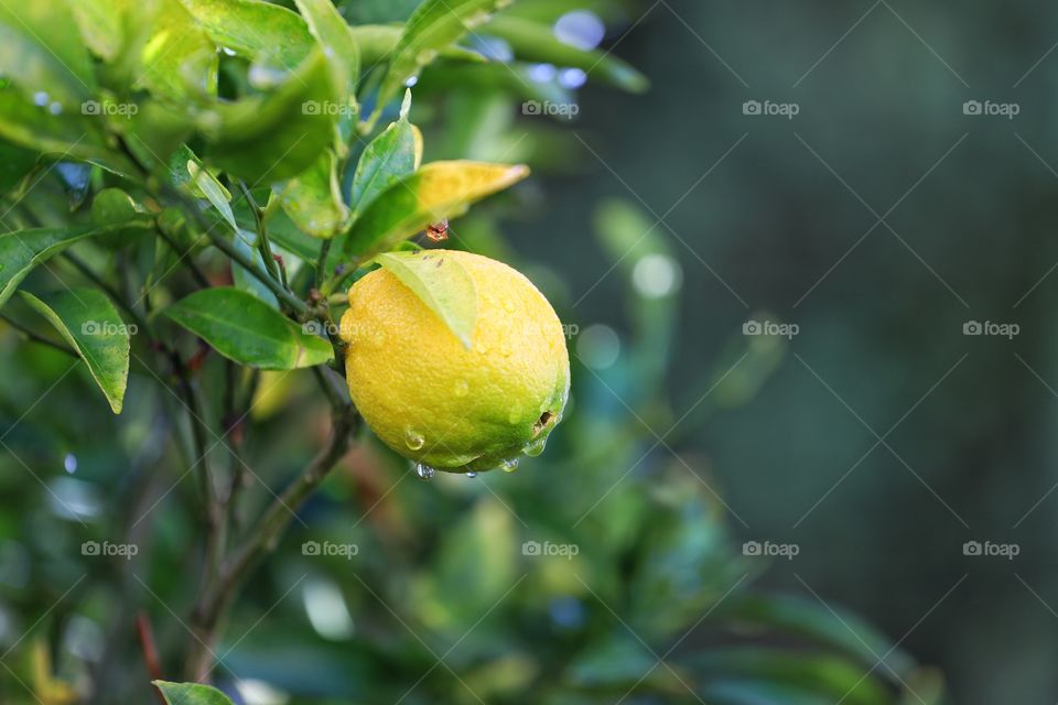 Ripe lemon