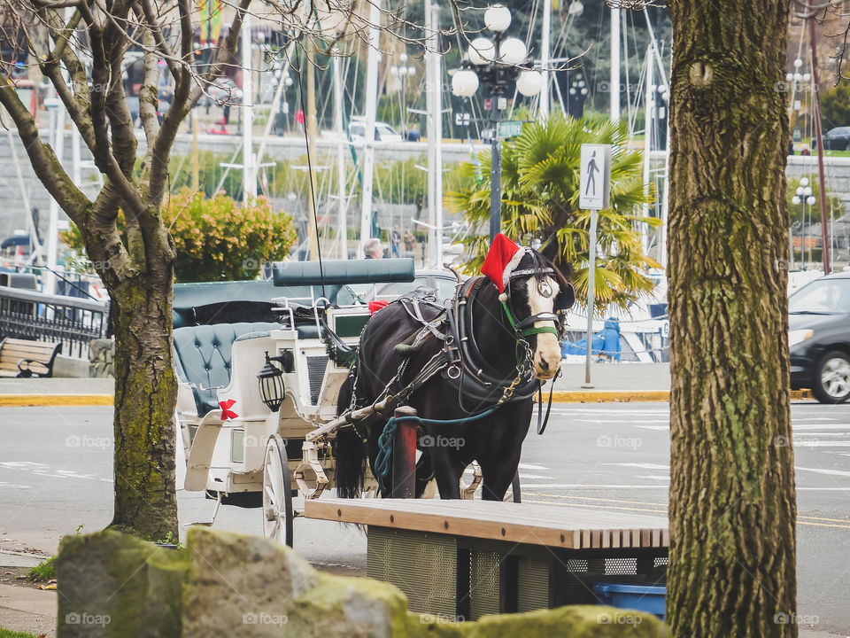 Horse in Victoria, BC, Canada