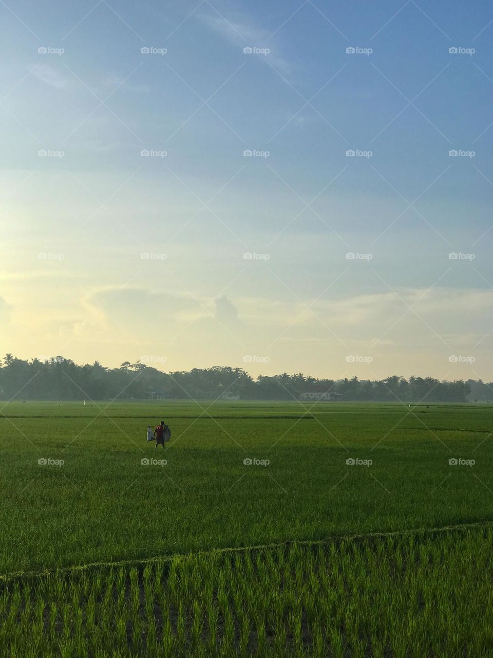 A Farmer is Working at Beautiful Ricefield in The Early Morning
