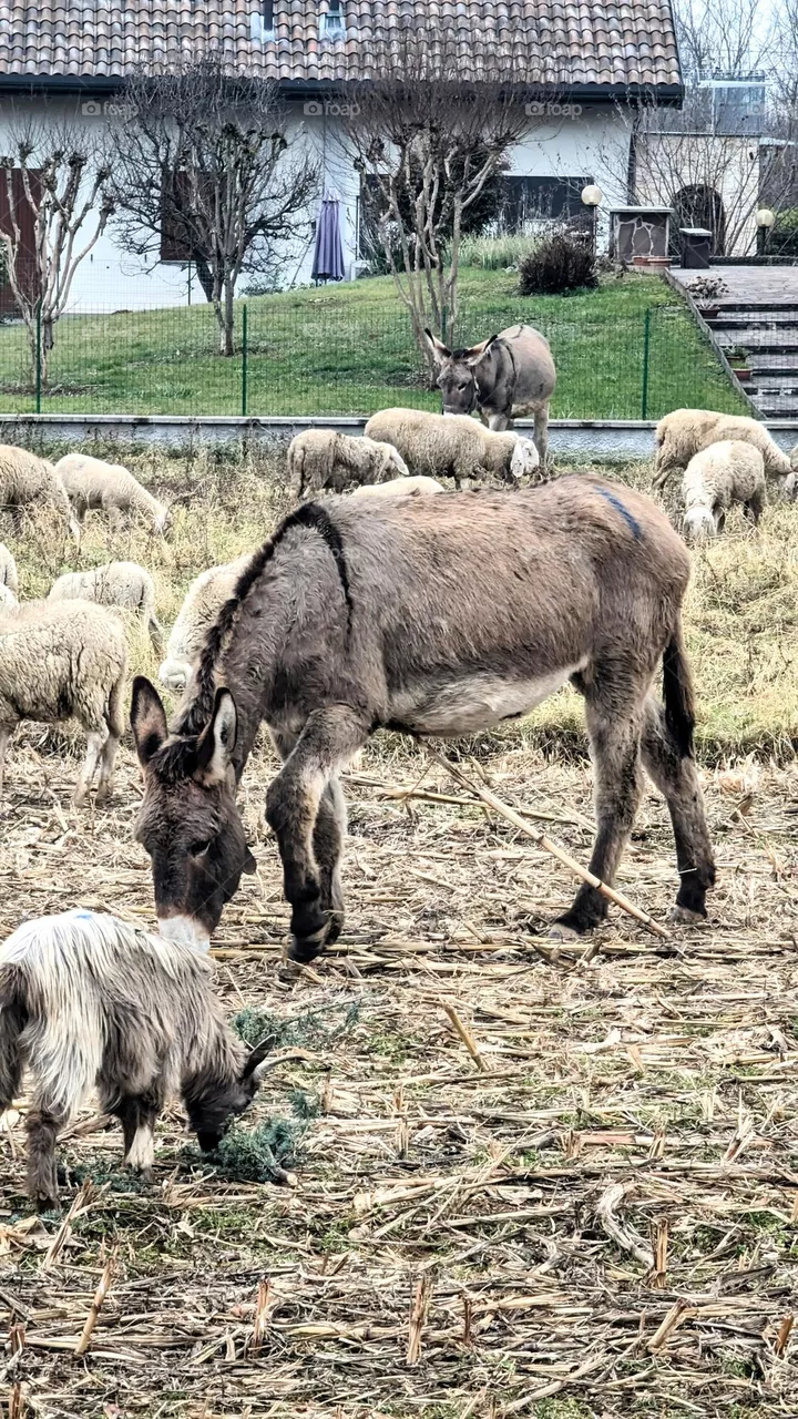 donkey