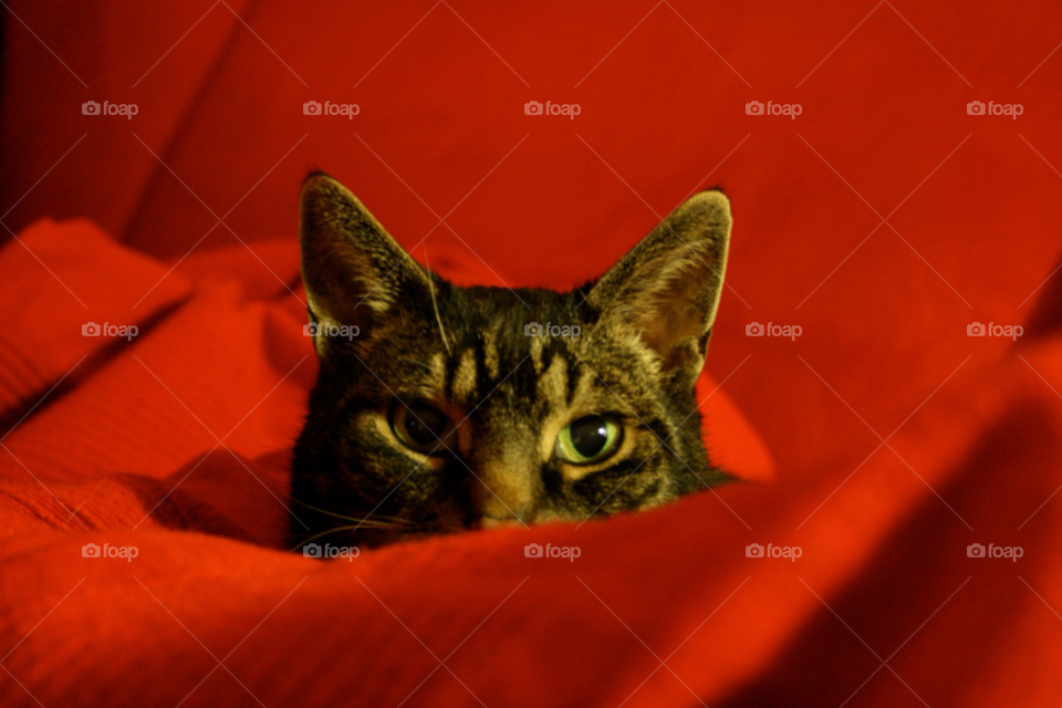 Cat on red blanket