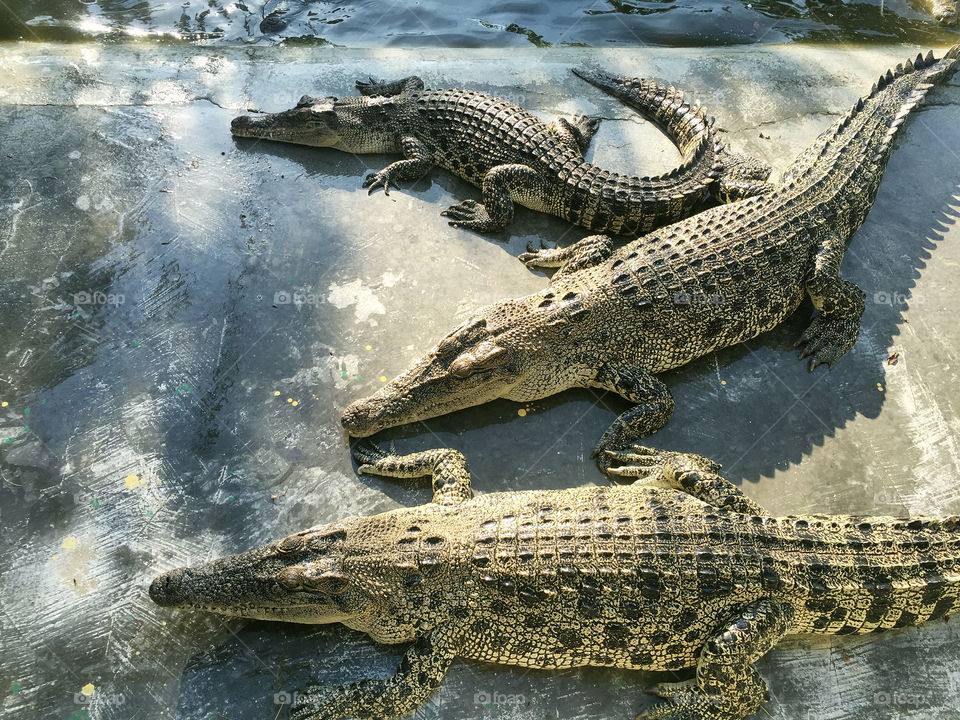 Crocodiles