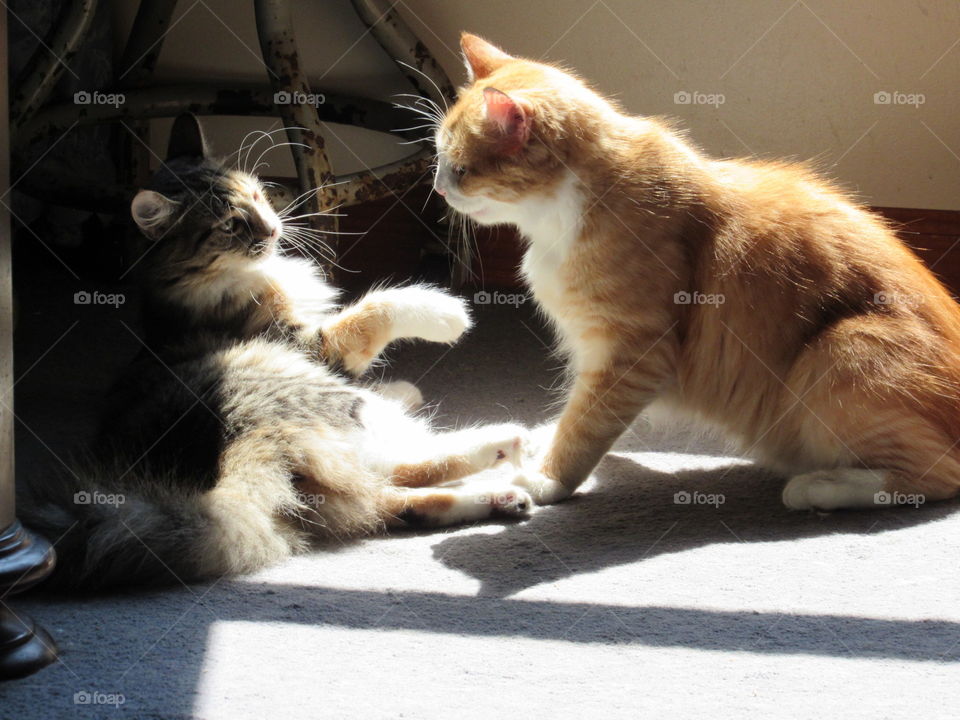 Fluffy cats playing