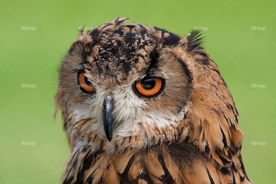 nice owl
