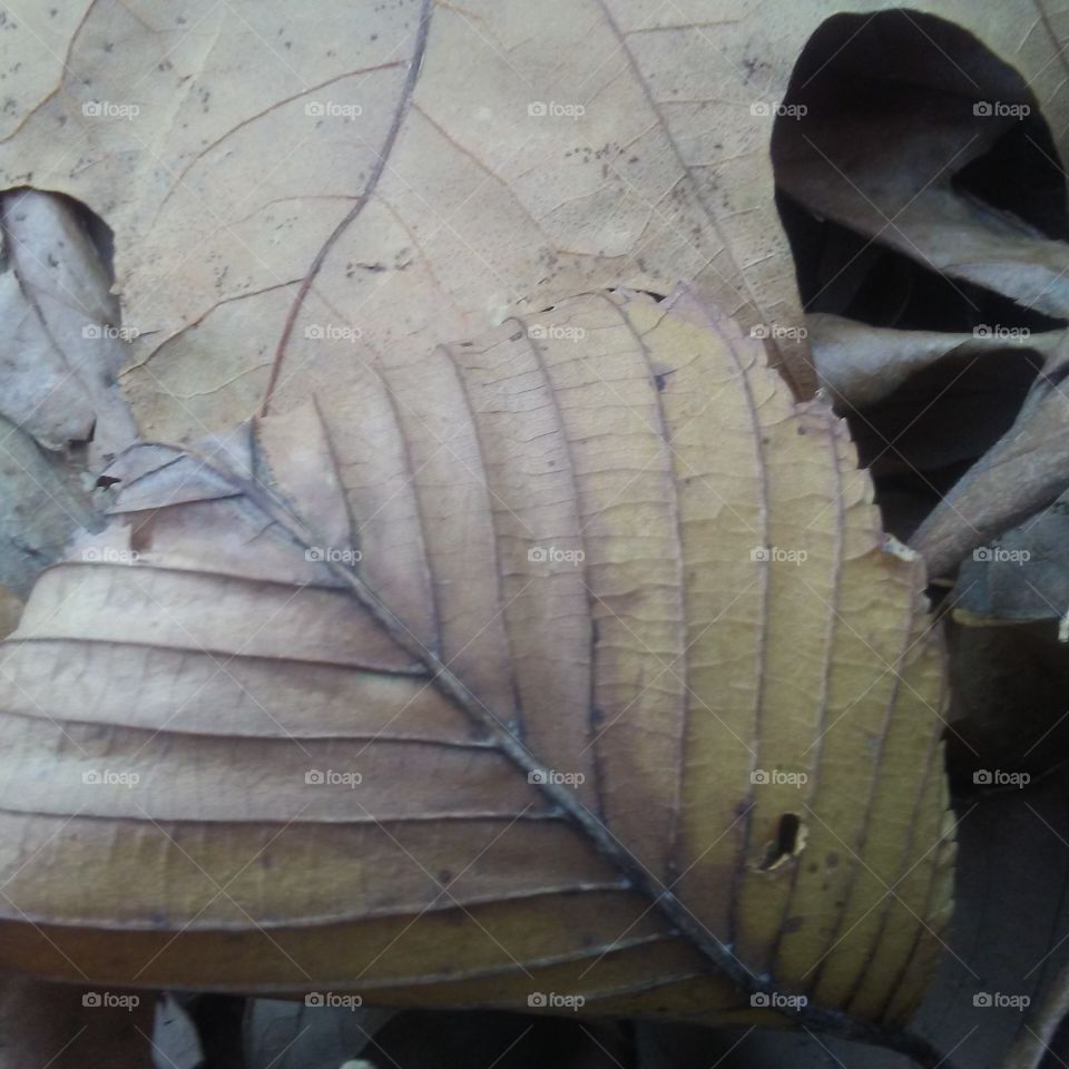 leaf veins