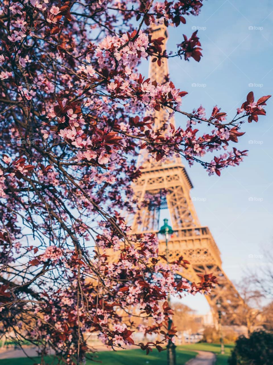 Spring in Paris! 🗼 🌸 Stop and take a look at the beautiful cherryblossom with a stunning view of Eiffel tower in Paris, France. 🇫🇷