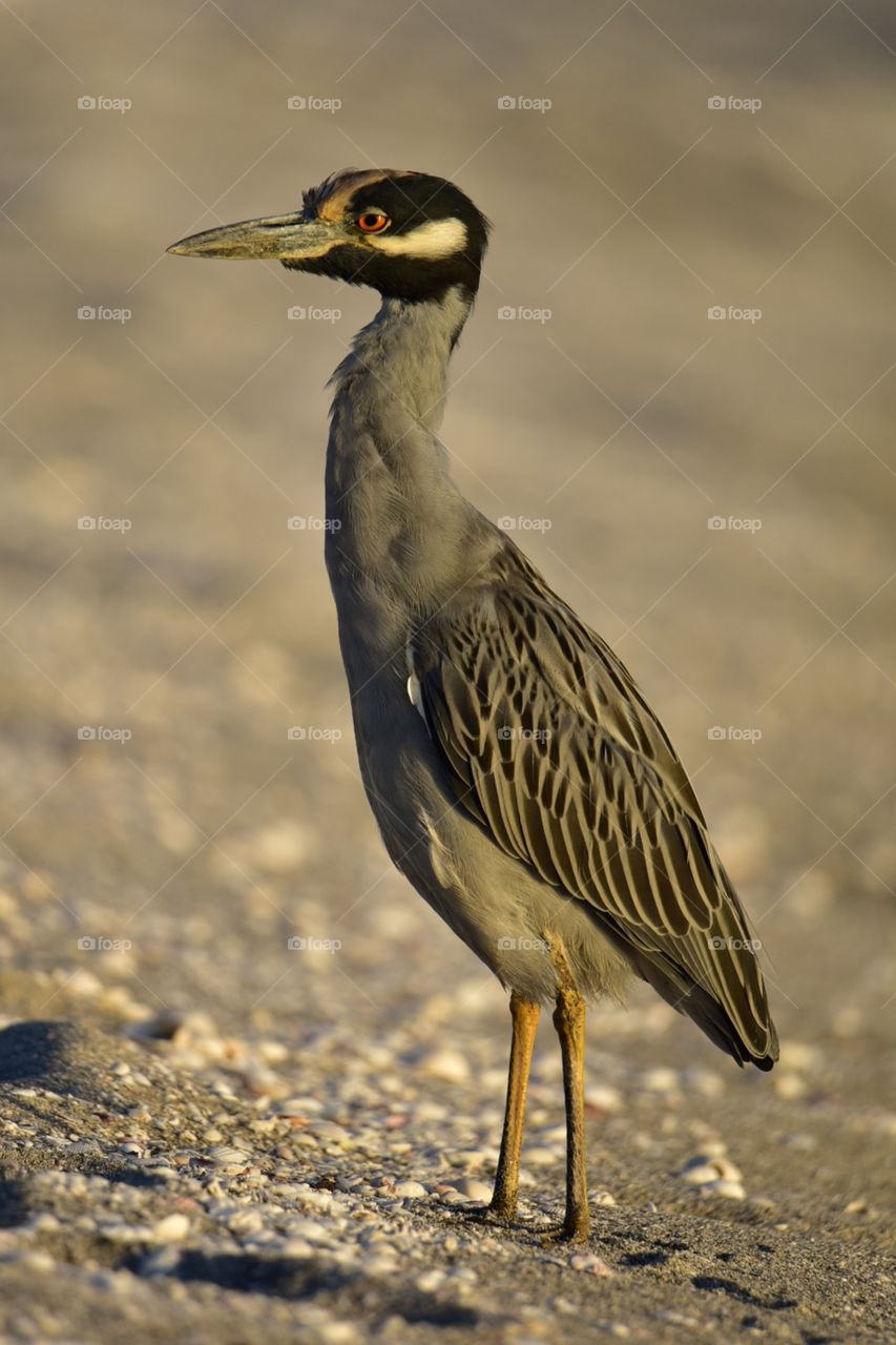 Yellow crowned night Heron and golden hour