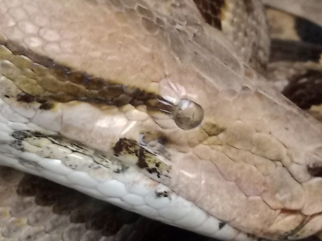 snake 👀