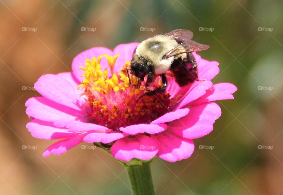 Bees - Abejas
