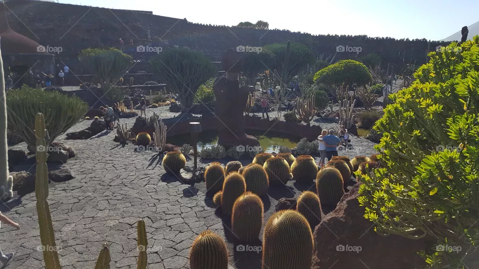 cactus