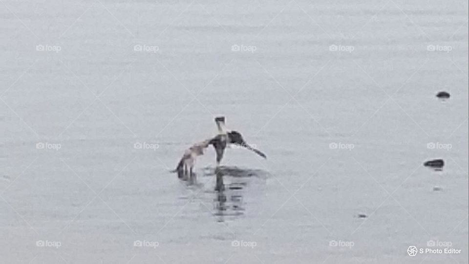 water ballet dancing seagull