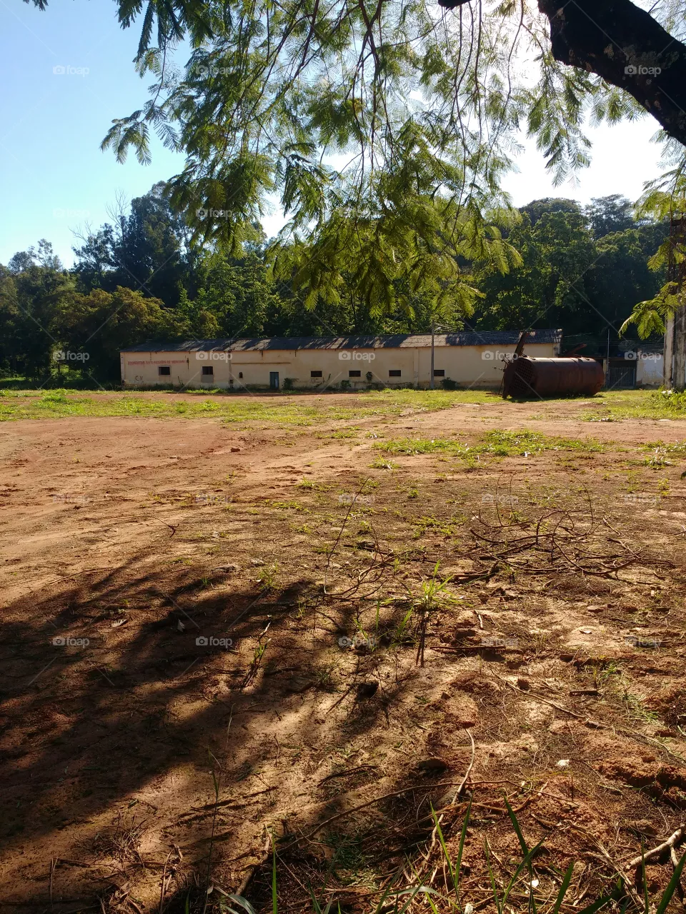 lindo