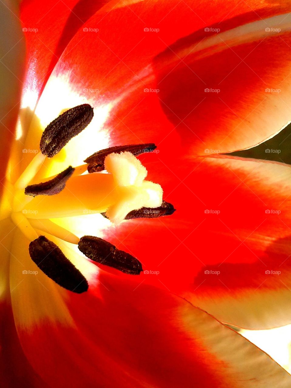 tulip