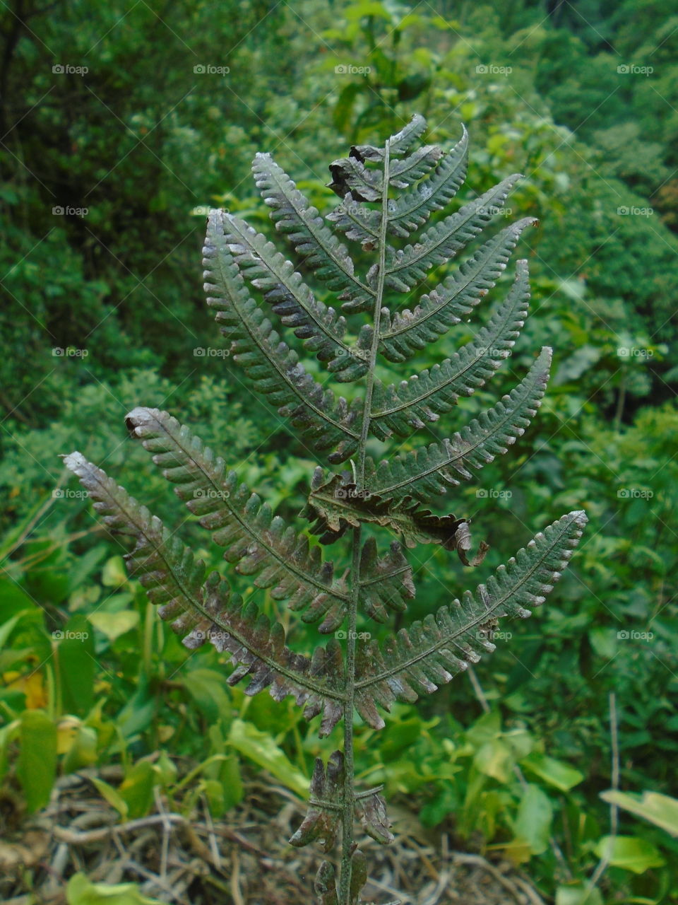 NATURE,ENVIRONMENTAL,BOTANICAL.