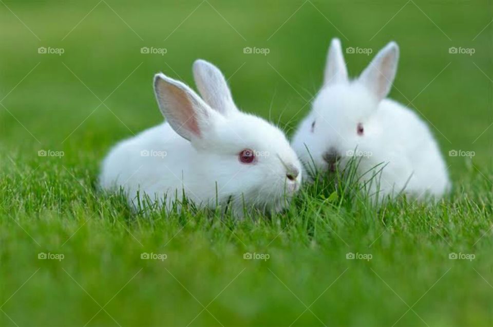 A little and cute rabbit is very charming and beautiful. I love very much.Of course ,more people are like this.