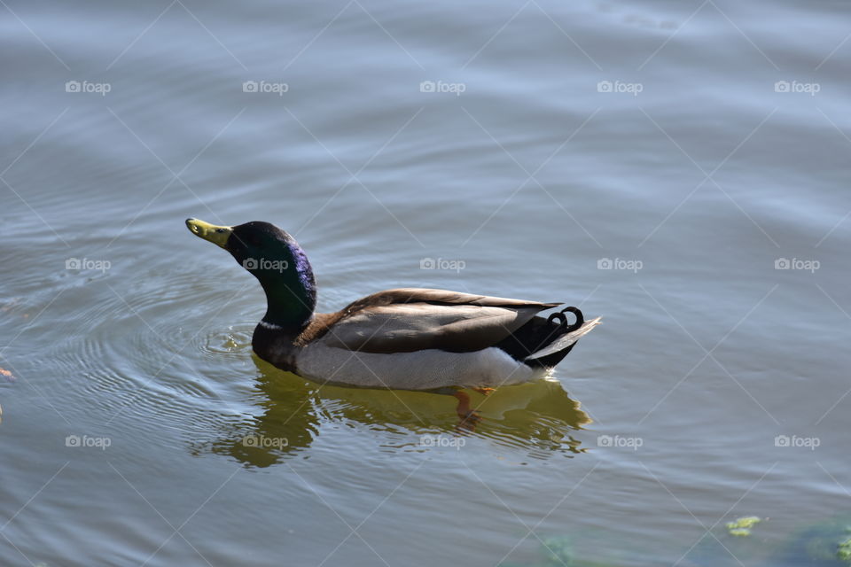 Blue headed Mallard duck swimming