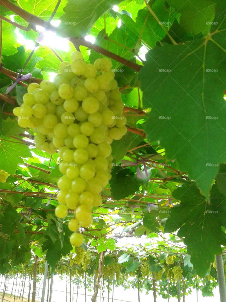 Bunch of green grapes in vineyard