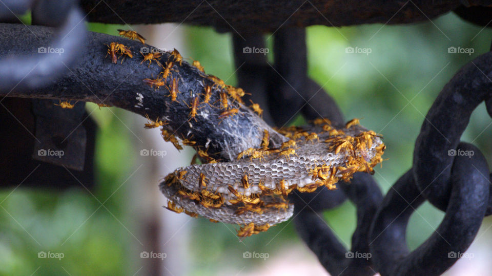 yellow bees  beautiful systematic construction