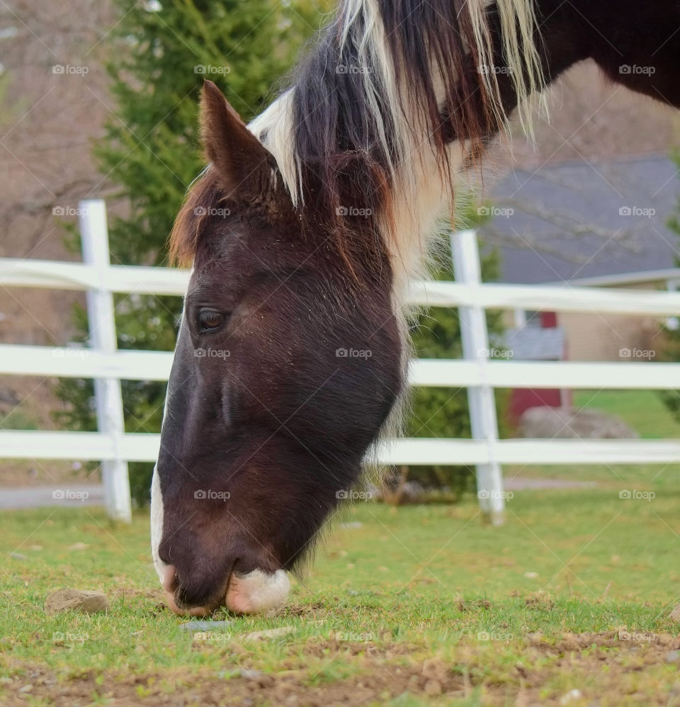 Horse grazing at farm