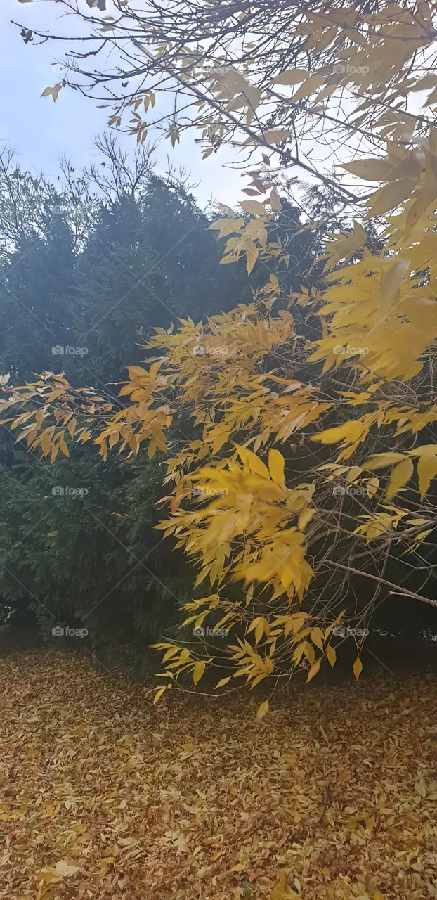 autumn