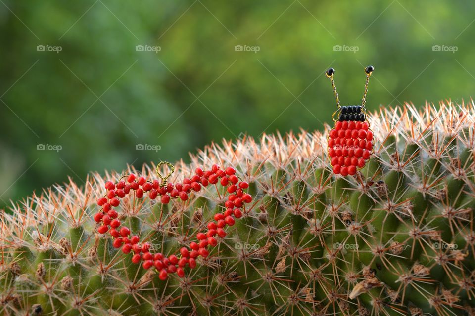 Nature, Cactus, Sharp, Flora, Leaf