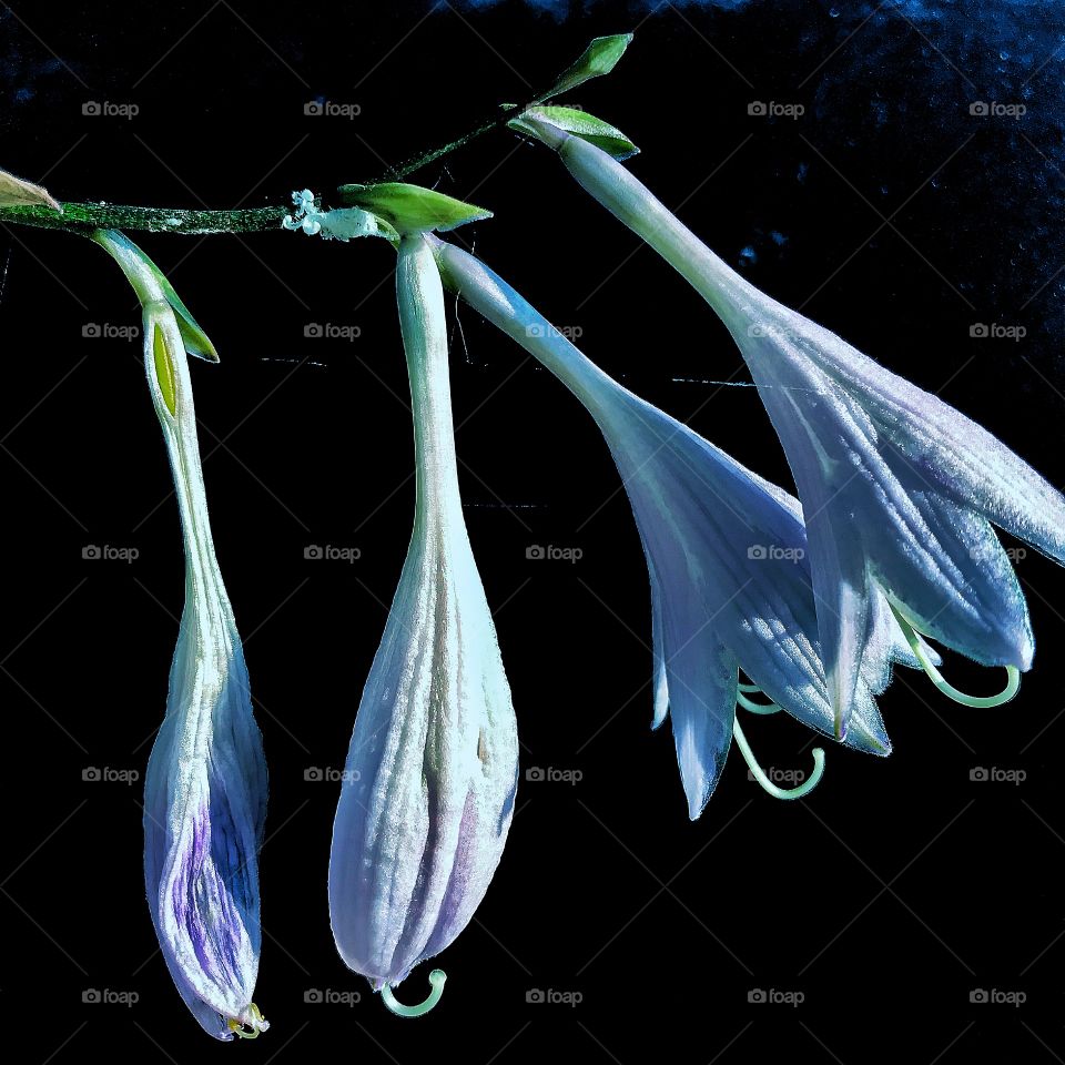 Hosta flowers