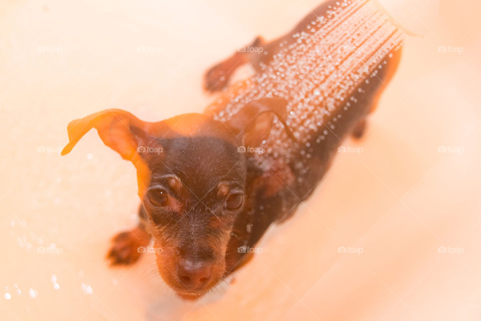 Miniature pinscher shower time!
