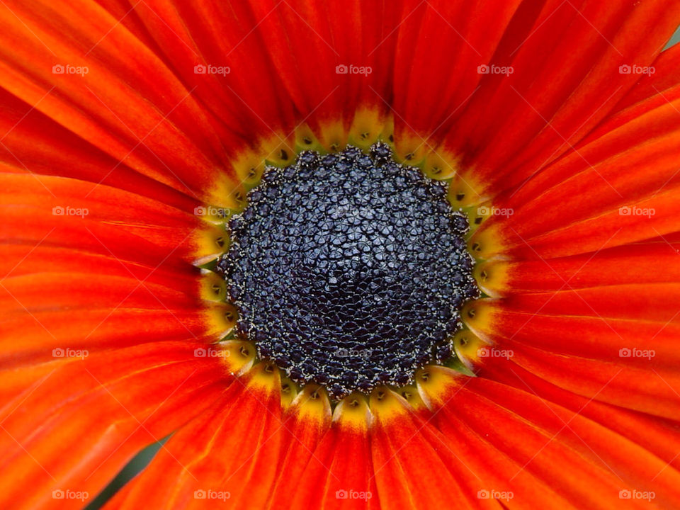 yellow flower red petal by kshapley