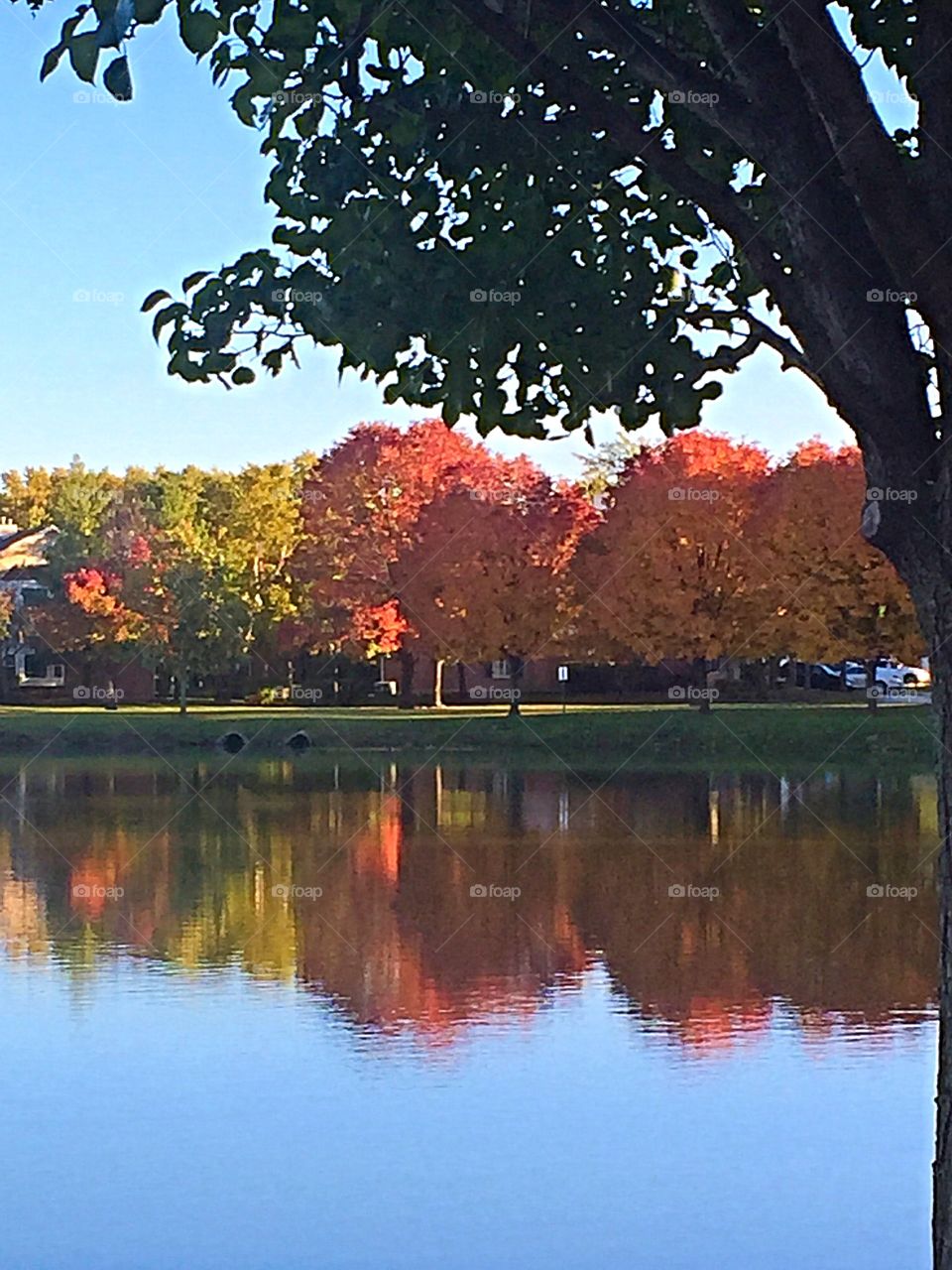 Fall's splendor 