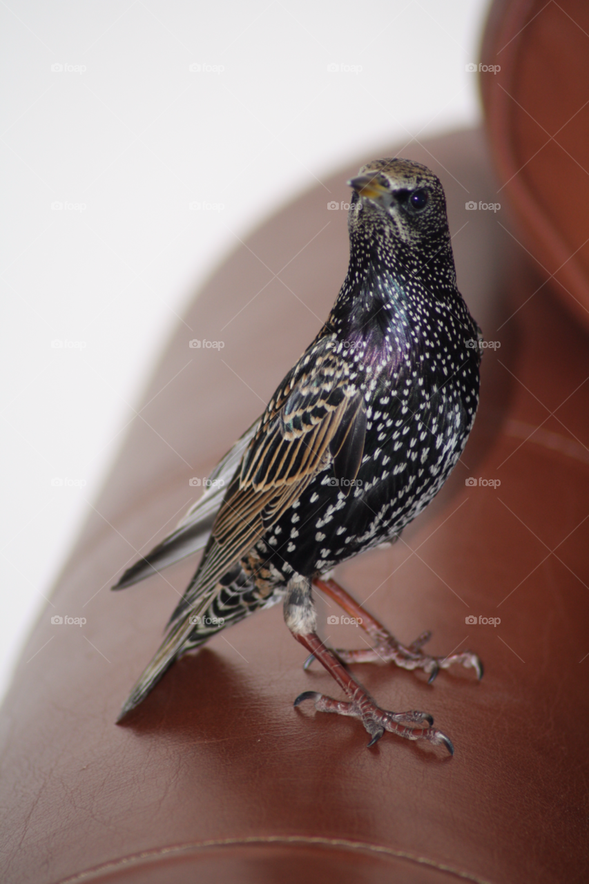 bird starling by leonbritton123