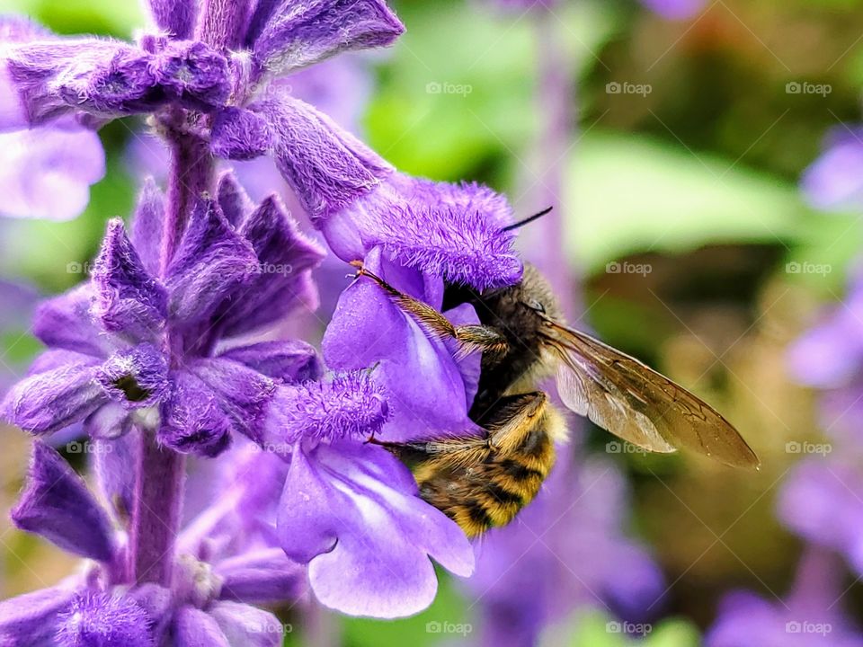 Pollinating bumble bee- Sideview while pollinating a mystic spires purple flower.