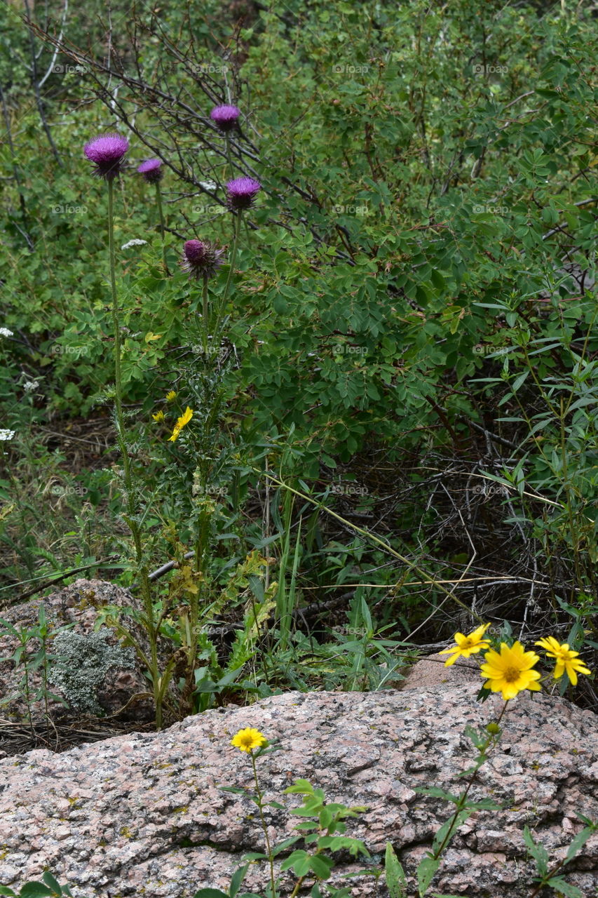 flowers