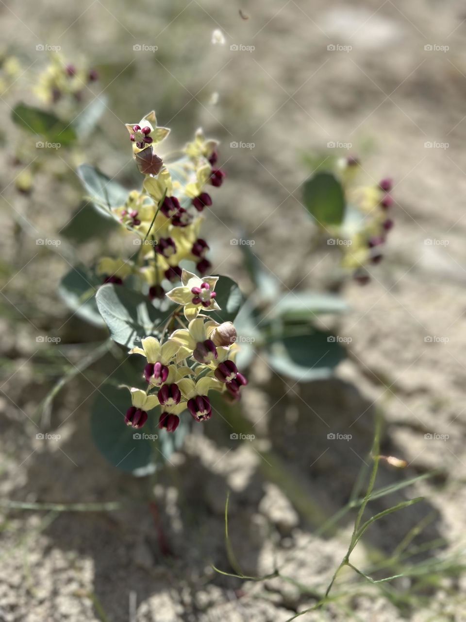 Beauty in the Desert
