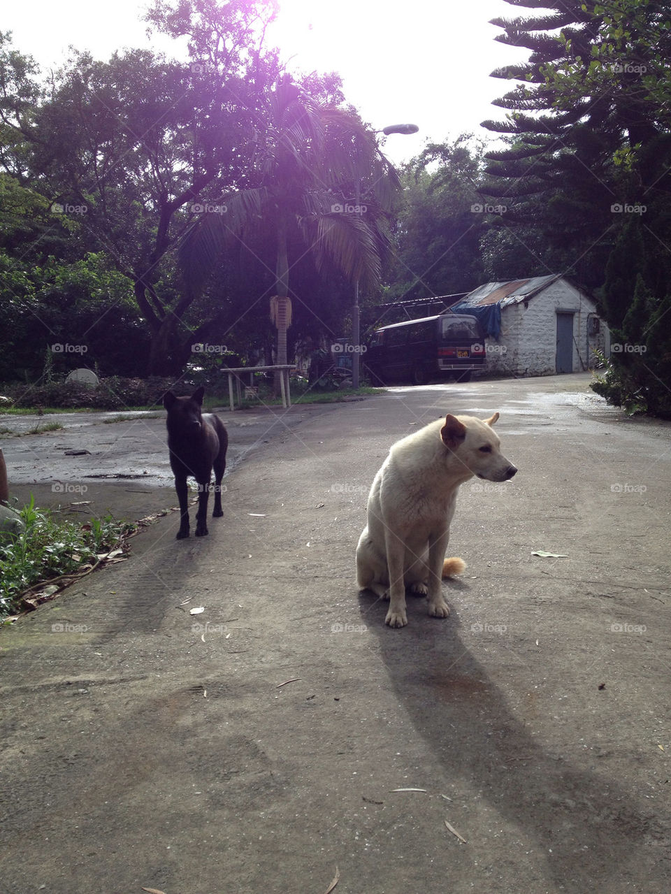 dogs island lantau by felipediz