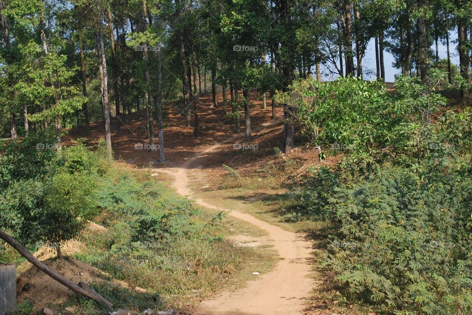 Entrance to the forest