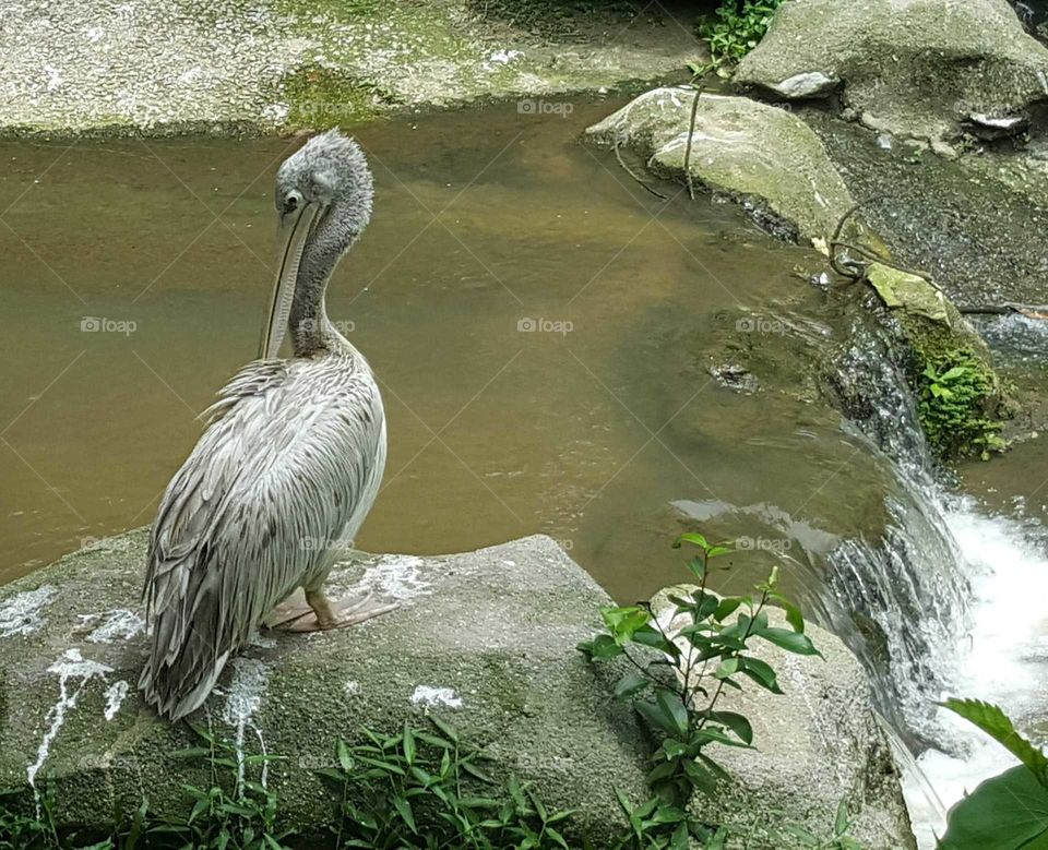 pelicans