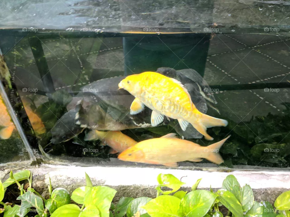 Fish
